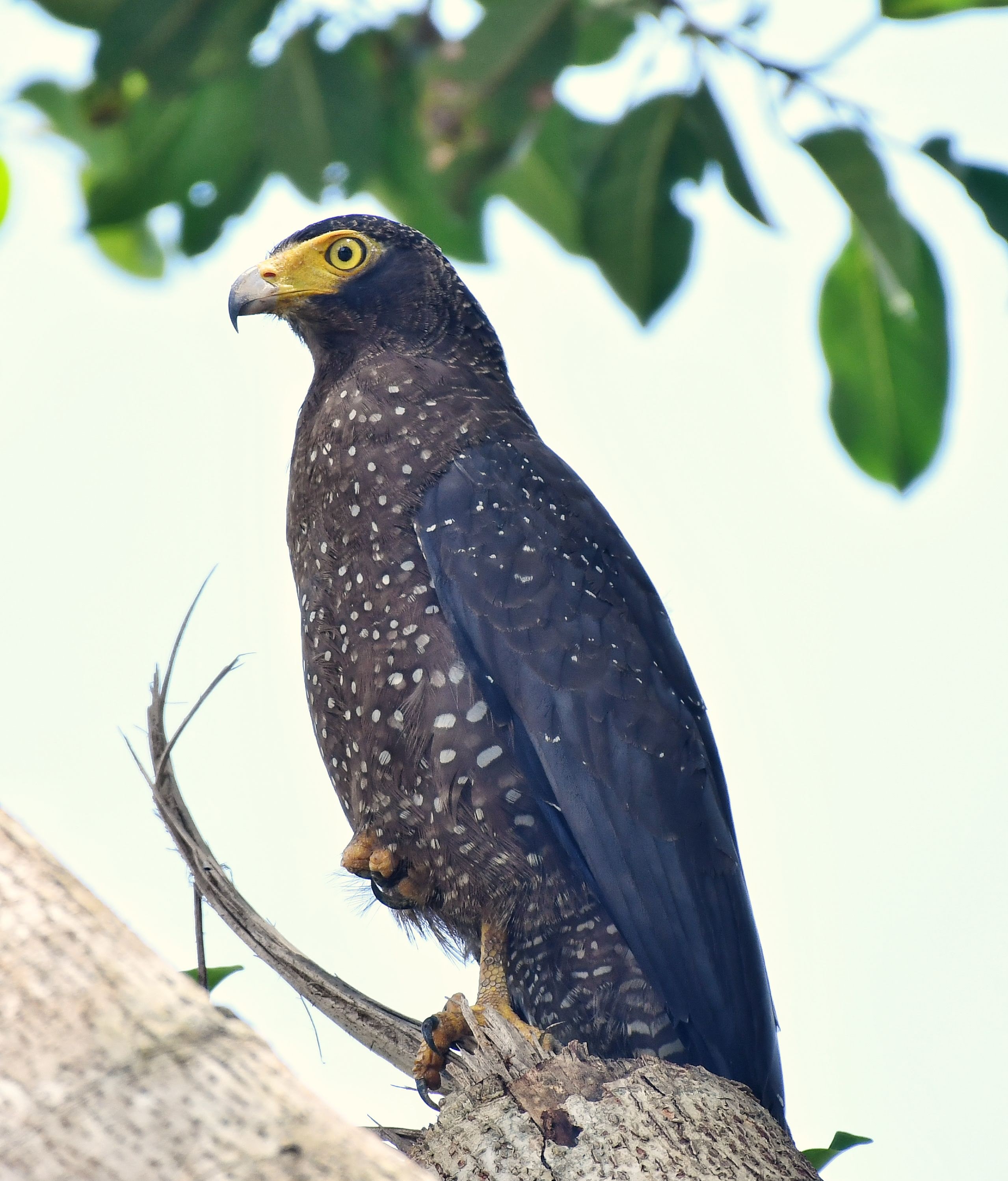 Andaman Serpent Eagle