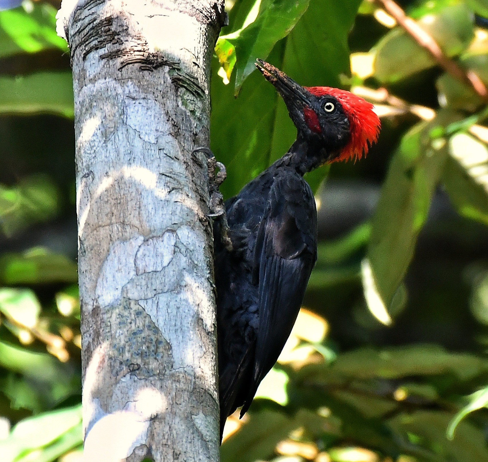 Andaman Woodpecker