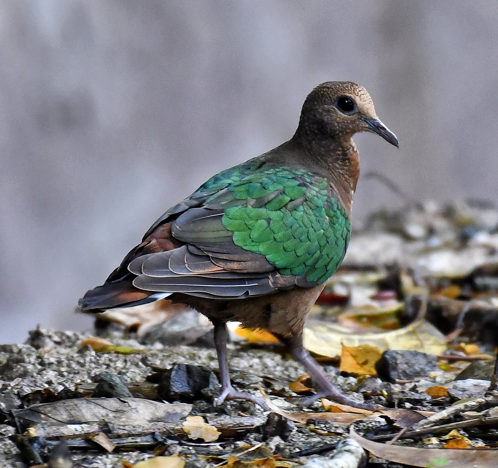 Asian Emerald Dove