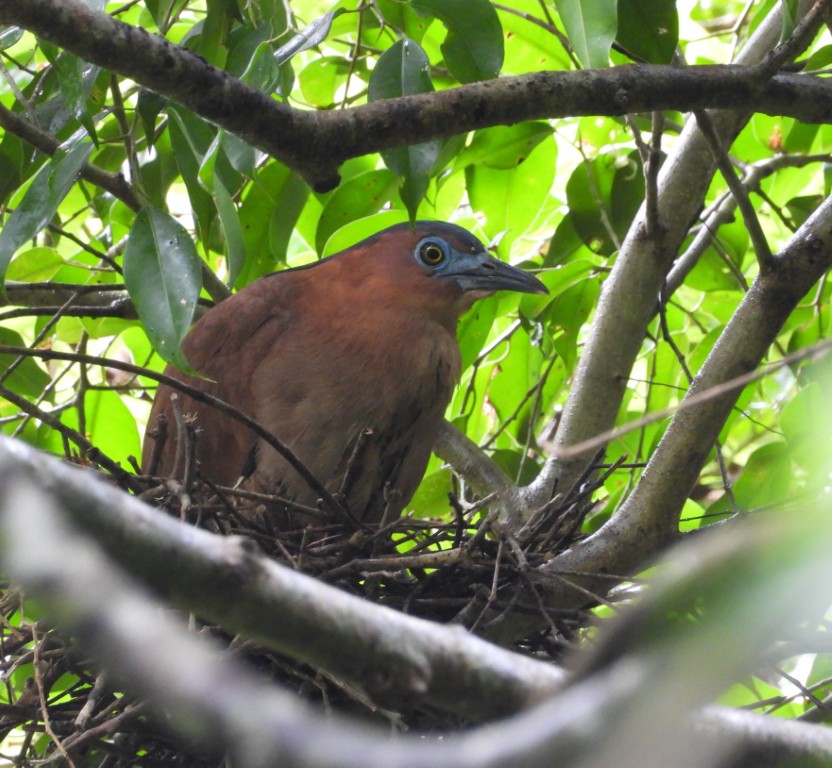 Malayan Night Heron