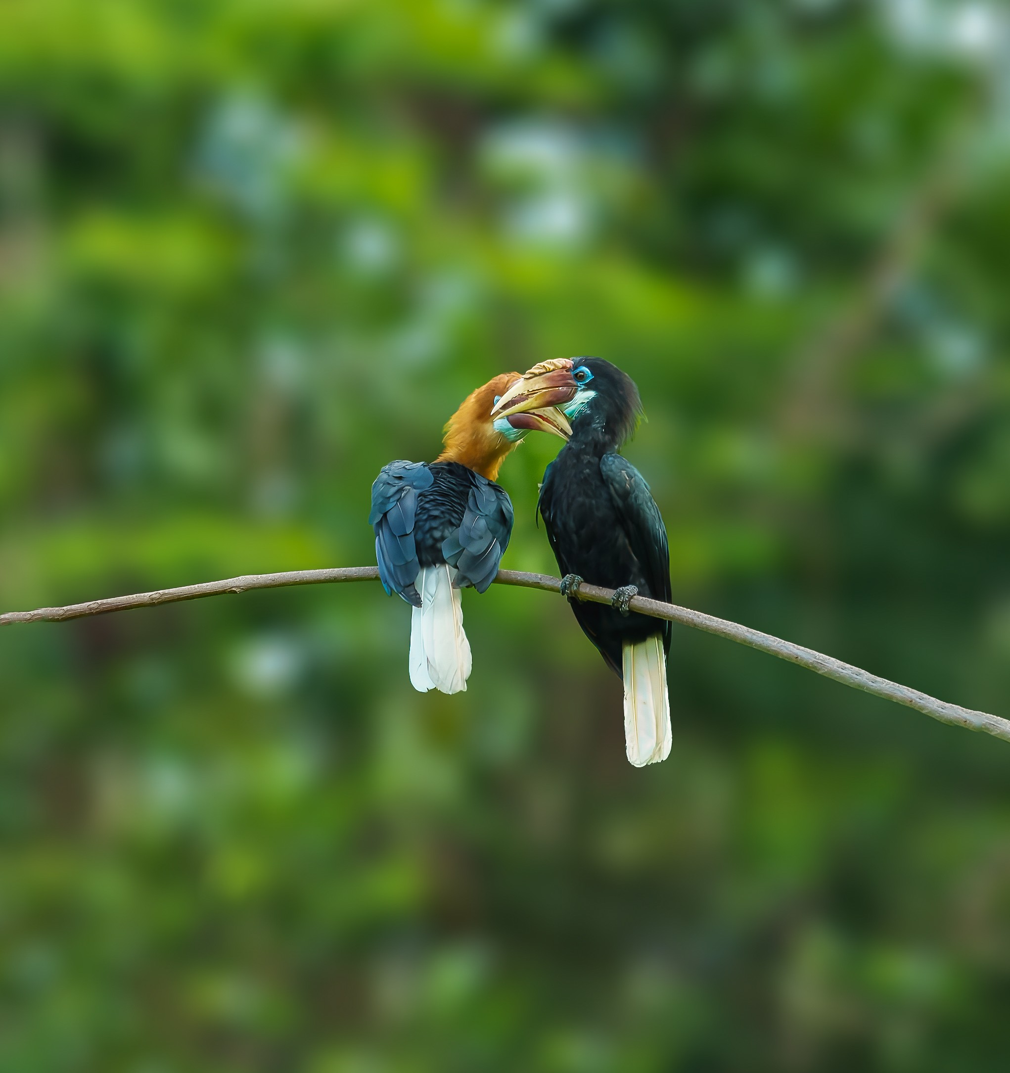 Narcondum Hornbill