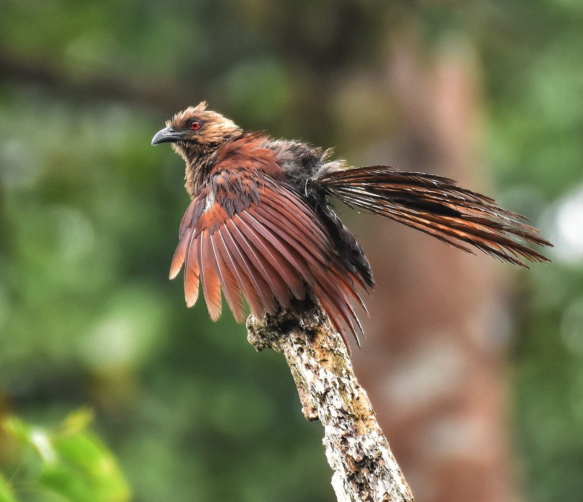 Andaman Coucal