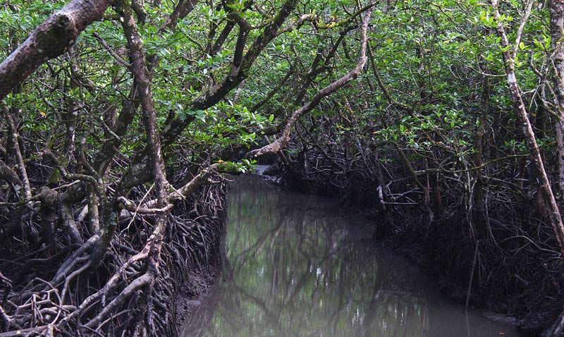 Mangrove Forests