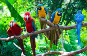 Parrot Island