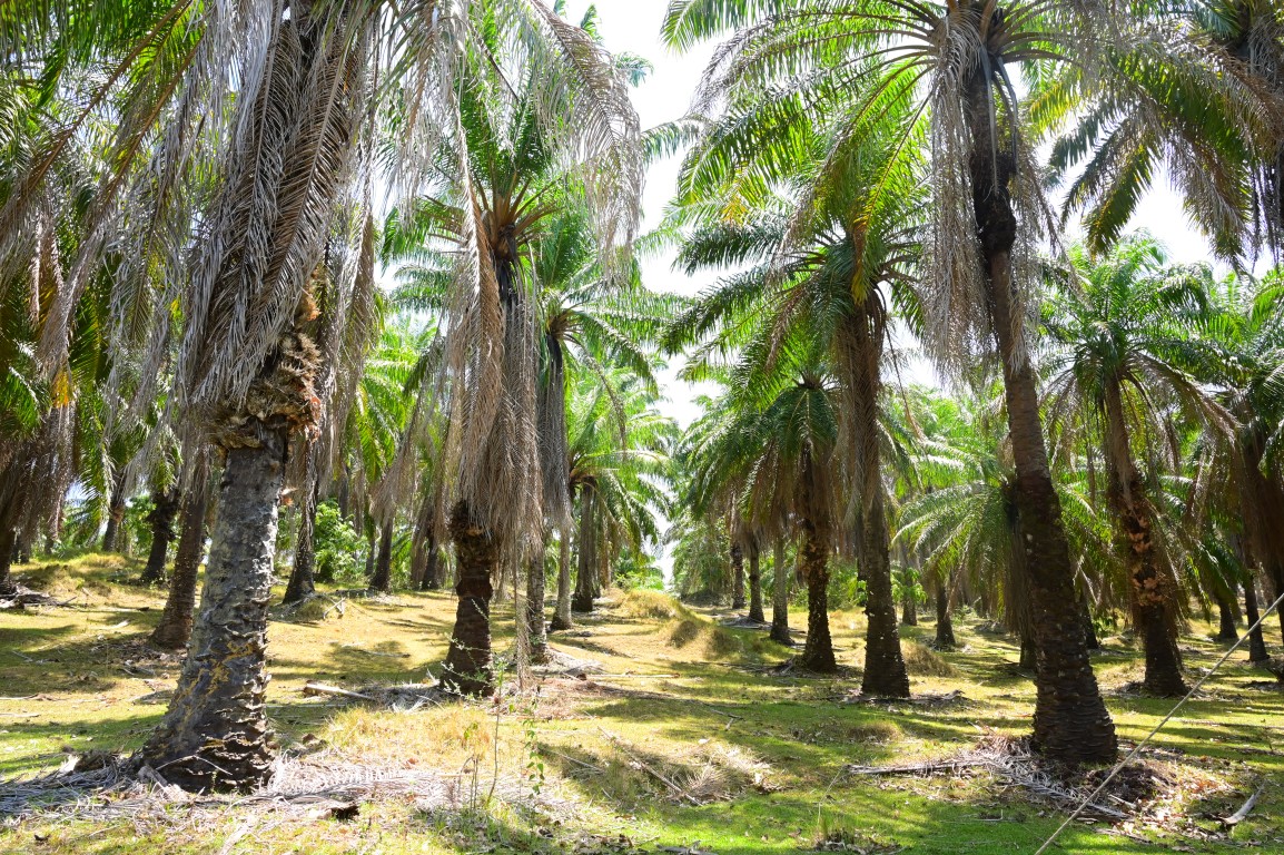 Red Oil Palm Plantation 